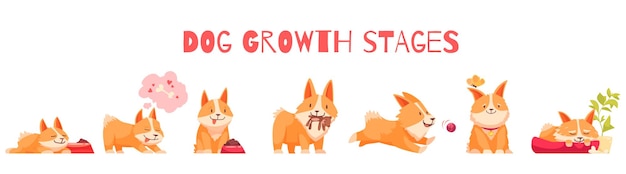 Hình vẽ vector Bố cục các giai đoạn tăng trưởng của chó với tập hợp các nhân vật theo phong cách hoạt hình biệt lập của chó con với hình minh họa văn bản có thể chỉnh sửa