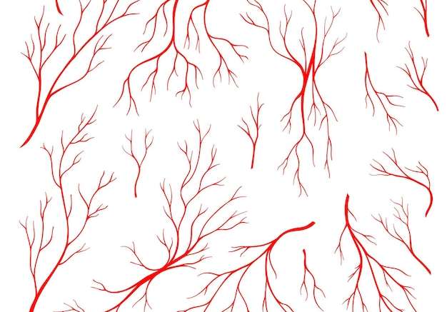 Hình vẽ vector Giải phẫu tĩnh mạch người màu đỏ tĩnh mạch máu và động mạch hoặc mắt mao mạch biểu tượng vector hệ thống cơ thể tuần hoàn tĩnh mạch xuất huyết mạch máu lưu thông mạch máu và động mạch trong các cơ quan động mạch chủ máu tĩnh mạch