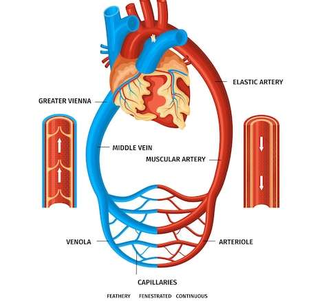 Hình vẽ vector Infographic tim mạch máu thực tế
