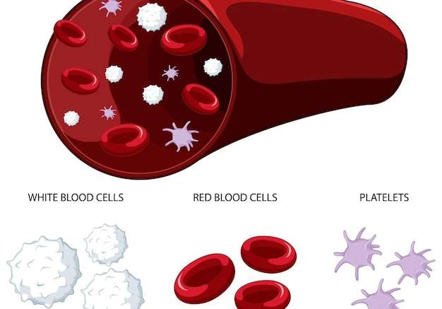 Hình vẽ vector Loại tế bào máu người trên nền trắng