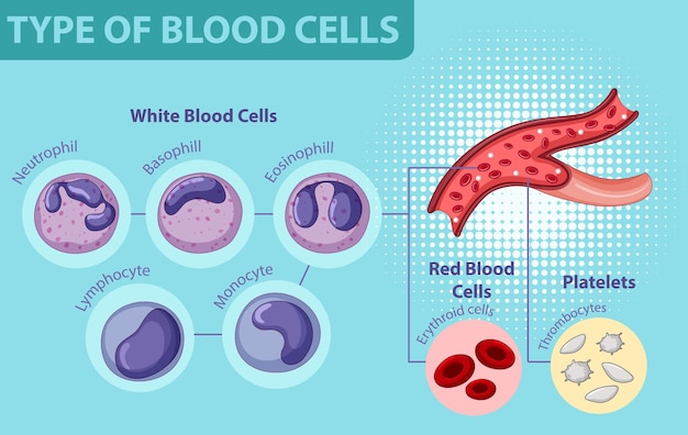 Hình vẽ vector Loại tế bào máu