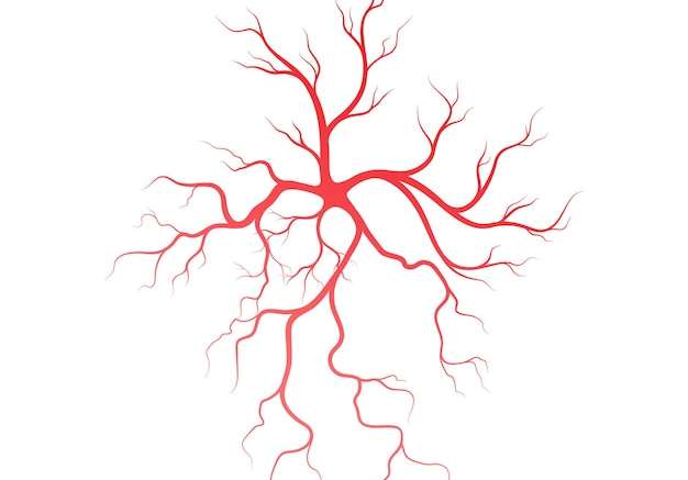 Hình vẽ vector Mẫu thiết kế minh họa tĩnh mạch và động mạch người