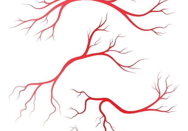 Hình vẽ vector Mẫu thiết kế minh họa tĩnh mạch và động mạch người