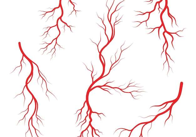 Hình vẽ vector Minh họa tĩnh mạch và động mạch người