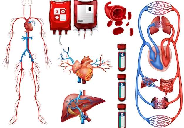 Hình vẽ vector Nhóm máu và minh họa hệ thống hô hấp