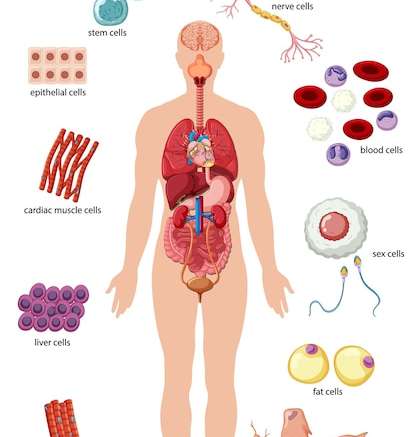 Hình vẽ vector Poster thông tin về biệt hóa tế bào
