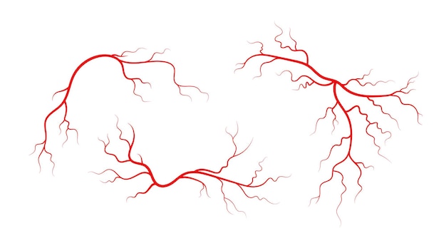 Hình vẽ vector Tập hợp các tĩnh mạch và động mạch của con người các mạch máu phân nhánh màu đỏ và mao mạch minh họa các vector