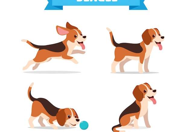 Hình vẽ vector Thú cưng chó beagle dễ thương với bộ bó nhiều tư thế