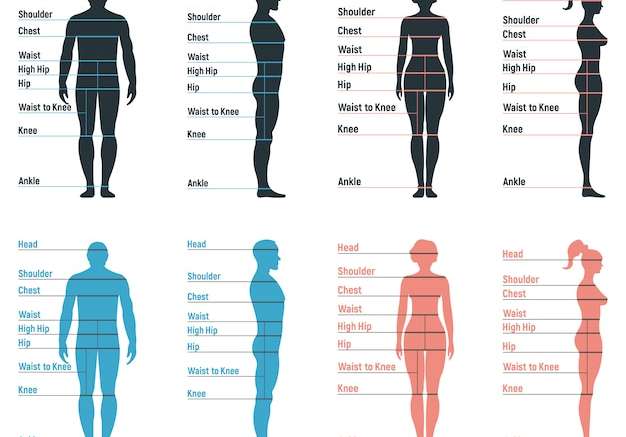 Hình vector Biểu đồ kích thước nam và nữ giải phẫu nhân vật người, người giả phía trước và nhìn bên hình bóng cơ thể, bị cô lập