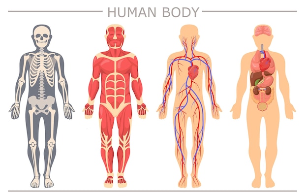 Hình vector Bộ cấu trúc cơ thể người
