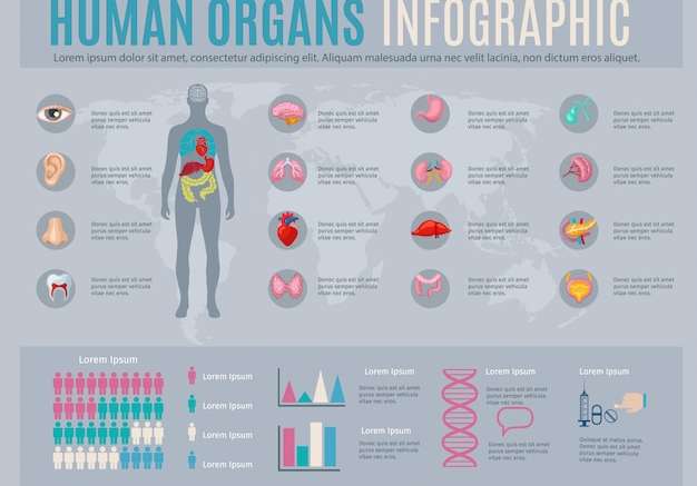 Hình vector Bộ đồ họa thông tin về cơ quan con người với các biểu tượng và biểu đồ bộ phận bên trong cơ thể