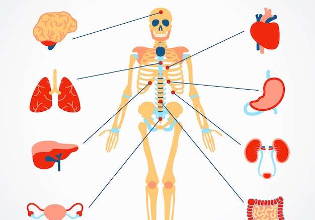 Hình vector Bộ đồ họa thông tin y tế về bộ xương người và các cơ quan nội tạng minh họa vector