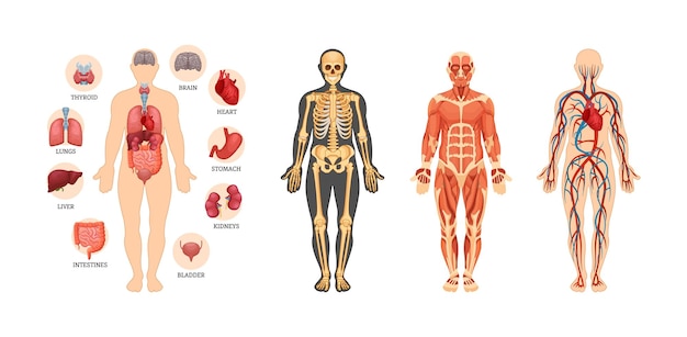 Hình vector Bộ lược đồ giải phẫu người. cơ quan nội tạng với tên, hệ thống động mạch tuần hoàn, cơ bắp, bộ xương