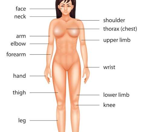 Hình vector bộ phận cơ thể con người