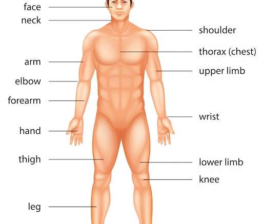Hình vector bộ phận cơ thể con người