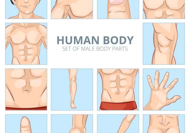 Hình vector bộ phận cơ thể nam trong phong cách hoạt hình ngực, đầu gối và bụng, bàn chân và bàn tay, mông mông, ngón tay và phalange của con người. bộ biểu tượng minh họa vector
