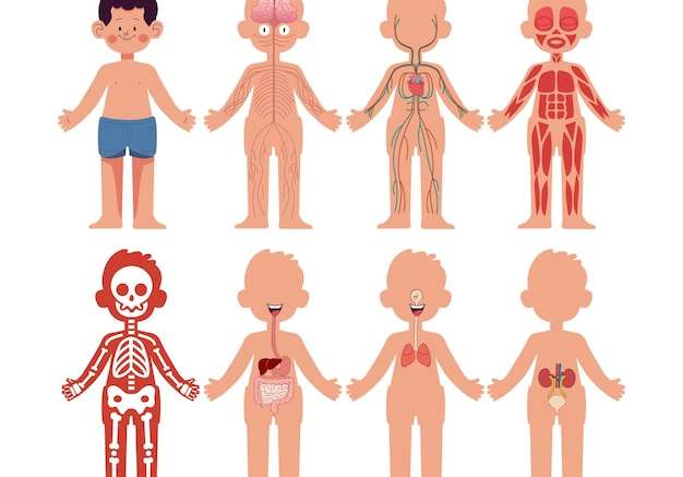 Hình vector Bộ phim hoạt hình hệ thống giải phẫu cơ thể người