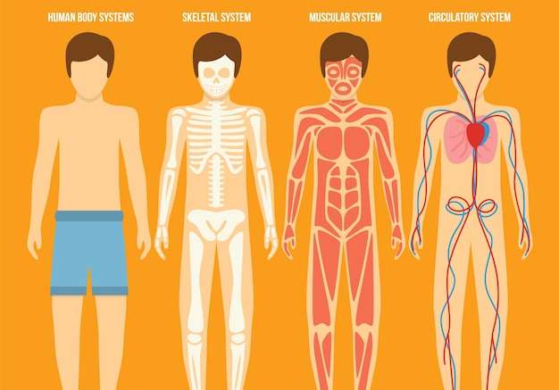 Hình vector bộ sưu tập hệ thống cơ thể con người