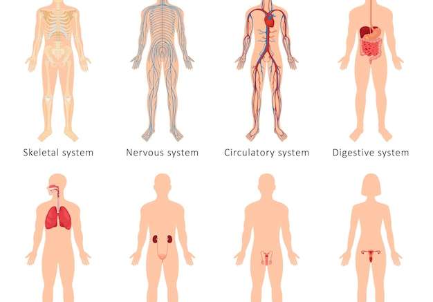 Hình vector Bộ tám hệ cơ quan của cơ thể con người: tuần hoàn, thần kinh, xương, tiêu hóa, sinh dục nam, sinh dục nữ, hô hấp và tiết niệu. minh họa véc tơ giải phẫu.