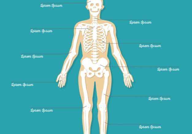 Hình vector bộ xương cơ thể phẳng