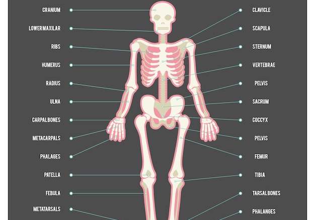 Hình vector Bộ xương người với tên của các bộ phận cơ thể