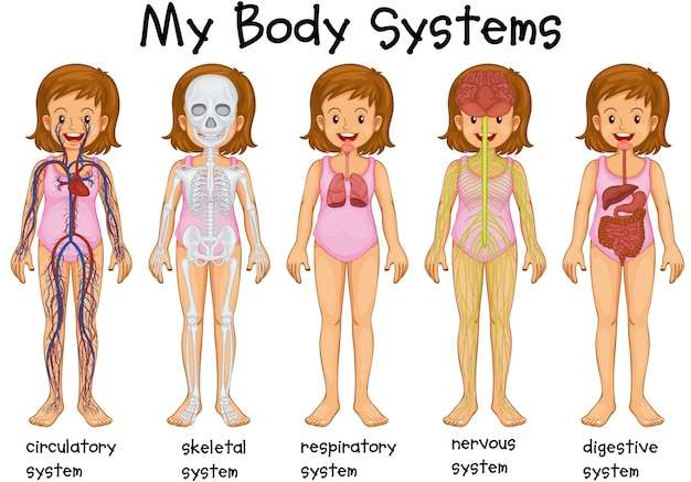 Hình vector Các hệ thống cơ thể khác nhau trong hình minh họa của con người