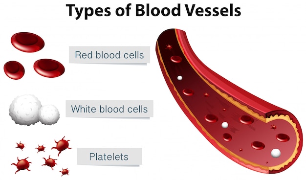 Hình vector Các loại mạch máu minh họa