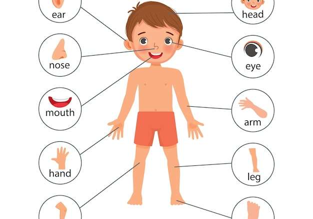 Hình vector Cậu bé áp phích minh họa các bộ phận cơ thể người với biểu đồ nhãn văn bản sơ đồ cho giáo dục