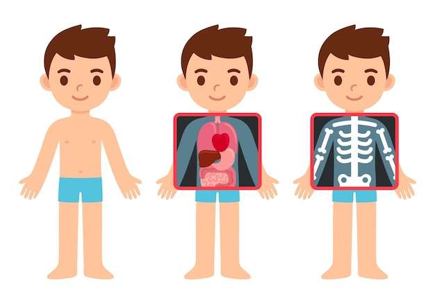 Hình vector Cậu bé hoạt hình dễ thương với màn hình tia X hiển thị các cơ quan nội tạng và bộ xương