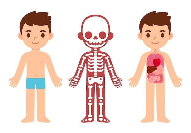 Hình vector Cậu bé hoạt hình dễ thương với sơ đồ giải phẫu các cơ quan nội tạng và bộ xương
