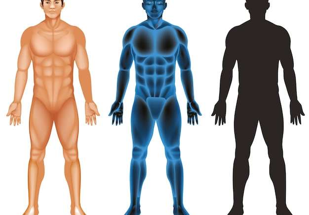 Hình vector Cơ thể con người