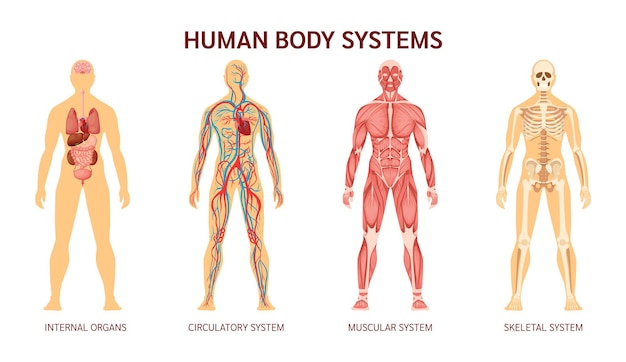 Hình vector Cơ thể con người bộ xương hệ cơ hệ mạch máu động mạch tĩnh mạch