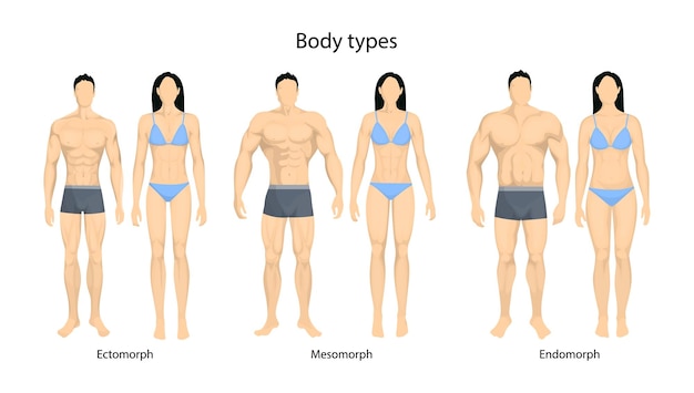 Hình vector Cơ thể con người phân loại đàn ông và phụ nữ là endomorph ectomorph và mesomorph