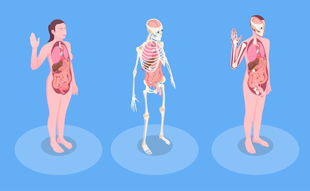 Hình vector Cơ thể người nam và nữ và các cơ quan nội tạng 3d isometric