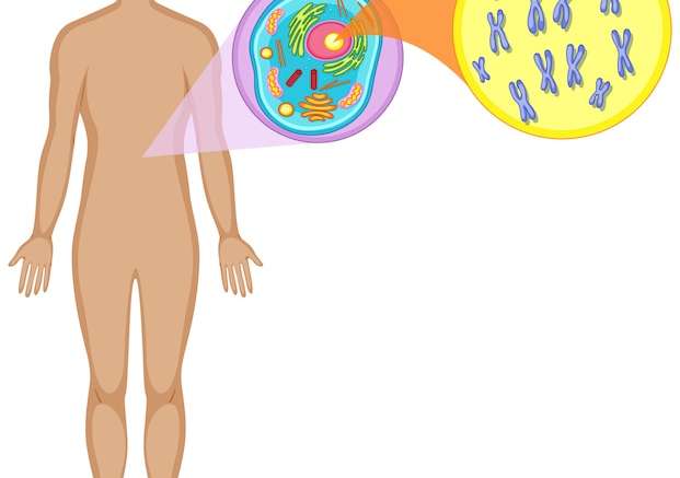 Hình vector Cơ thể người và tế bào động vật