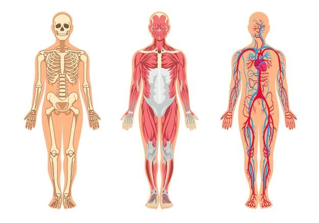 Hình vector Cơ và xương trong bộ minh họa cơ thể người. người đàn ông hoạt hình với cấu trúc bộ xương và mạch máu, tĩnh mạch, động mạch, hệ thống cơ bắp, bị cô lập trên nền trắng