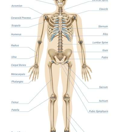 Hình vector Đồ họa thông tin hệ thống xương người thực tế