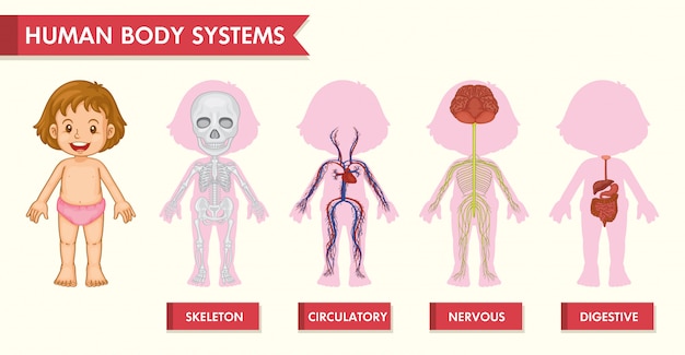 Hình vector Đồ họa thông tin y tế khoa học về hệ thống con người của cô gái