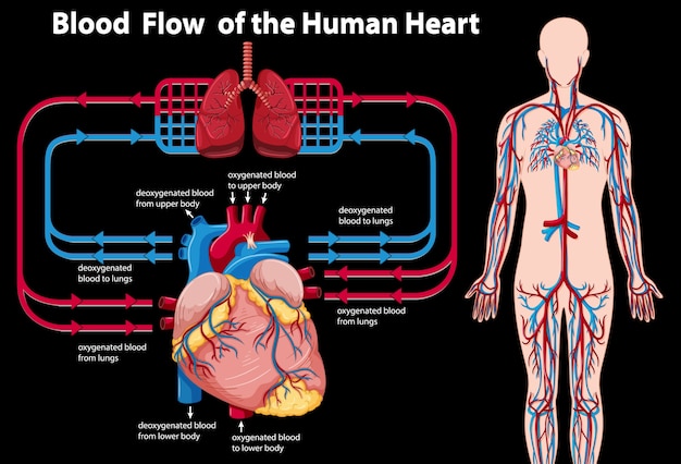 Hình vector Dòng máu của trái tim con người