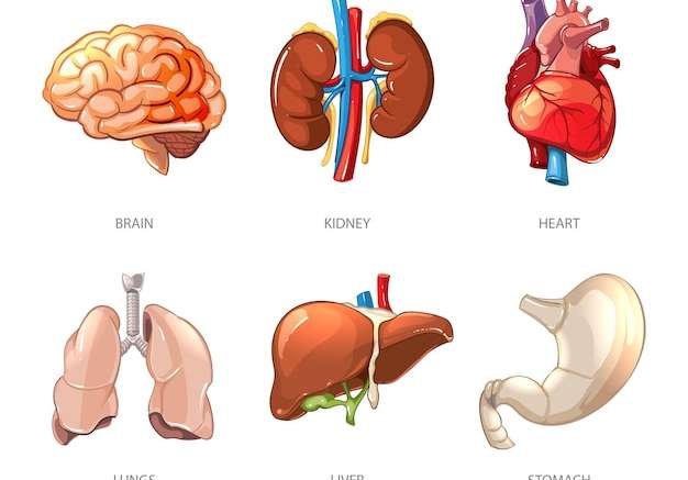 Hình vector Giải phẫu các cơ quan nội tạng của con người theo phong cách vector hoạt hình. minh họa não và thận, gan và phổi, dạ dày và tim
