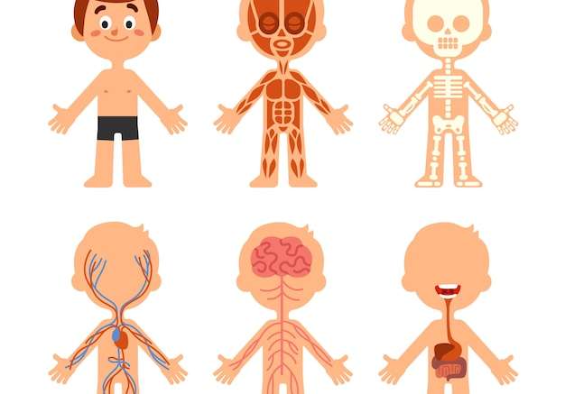 Hình vector Giải phẫu cơ thể cậu bé hoạt hình