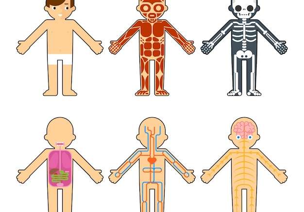Hình vector Giải phẫu cơ thể cho trẻ em. bộ xương và cơ, hệ thần kinh và hệ tuần hoàn