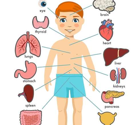 Hình vector Giải phẫu cơ thể người, hệ thống cơ quan y tế trẻ em. nội tạng cơ thể cậu bé. giải phẫu người y tế cho trẻ em, bộ nội tạng trẻ em hoạt hình. sơ đồ hệ thống nội tạng trẻ em trên nền trắng.