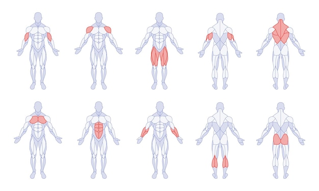 Hình vector Giải phẫu nam với các bộ phận cơ thể đào tạo hình đứng trước và sau