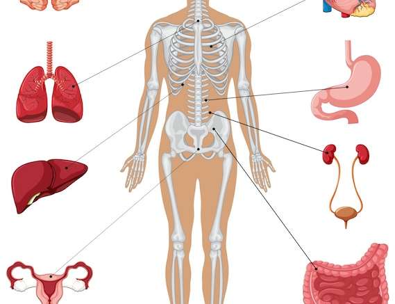 Hình vector Giải phẫu người với các cơ quan nội tạng khác nhau