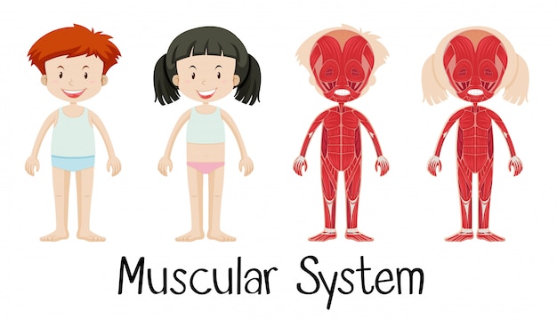 Hình vector Hệ thống cơ bắp của con trai và con gái