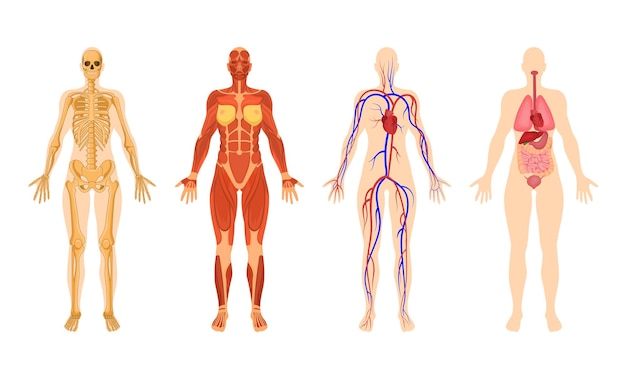 Hình vector Hệ thống cơ quan của cơ thể con người với bộ minh họa vector. cấu trúc cơ thể người phụ nữ, hệ cơ, hệ tuần hoàn với các động mạch và tĩnh mạch, bộ xương trên nền trắng. giải phẫu, khái niệm sinh học