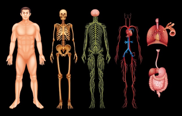 Hình vector hệ thống cơ thể con người