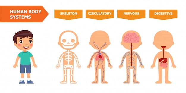 Hình vector Hệ thống cơ thể con người biểu ngữ giáo dục trẻ em mẫu phẳng.