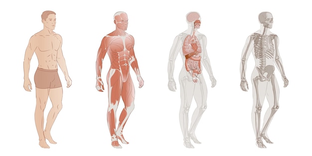 Hình vector Hệ thống cơ thể con người hệ thống cơ xương các cơ quan nội tạng và các bộ phận flashcards giải phẫu giáo dục áp phích minh họa véc tơ đầy đủ sơ đồ hình ảnh cô lập của người đàn ông nam